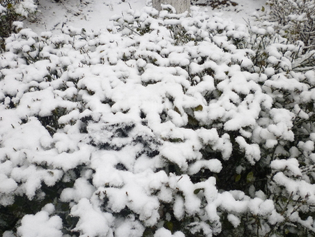 力久電機花壇植被上的降雪